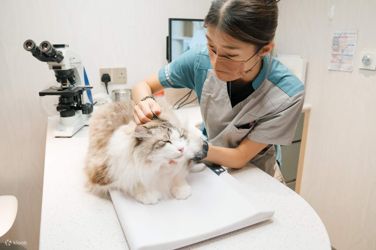 Cat-friendly clinic: Cats receive stress-free veterinary care